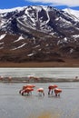 Flamingos on lake in andes mountain, Bolivia Royalty Free Stock Photo