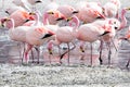 Flamingos on lake in Andes, the southern part of Bolivia Royalty Free Stock Photo