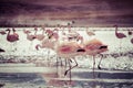 Flamingos on lake in Andes, the southern part of Bolivia Royalty Free Stock Photo