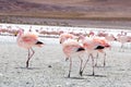 Flamingos on lake in Andes, the southern part of Bolivia Royalty Free Stock Photo