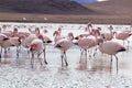 Flamingos on lake in Andes, the southern part of Bolivia Royalty Free Stock Photo