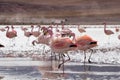 Flamingos on lake in Andes, the southern part of Bolivia Royalty Free Stock Photo