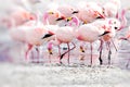 Flamingos on lake in Andes, the southern part of Bolivia Royalty Free Stock Photo