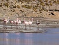 Flamingos on lake in Andes, the southern part of Bolivia Royalty Free Stock Photo