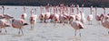 Flamingos on lake in Andes, the southern part of Bolivia Royalty Free Stock Photo