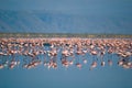 Flamingos on lake Natron Royalty Free Stock Photo