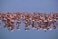 Flamingos on lake Natron