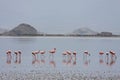 Flamingos of lake Natron