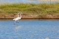 Flamingos in the lake Royalty Free Stock Photo