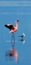 Flamingos on the lake with reflection. Kenya. Africa. Nakuru National Park. Lake Bogoria National Reserve. Royalty Free Stock Photo