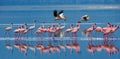 Flamingos on the lake with reflection. Kenya. Africa. Nakuru National Park. Lake Bogoria National Reserve. Royalty Free Stock Photo