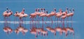 Flamingos On The Lake With Reflection. Kenya. Africa. Nakuru National Park. Lake Bogoria National Reserve.