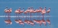 Flamingos on the lake with reflection. Kenya. Africa. Nakuru National Park. Lake Bogoria National Reserve. Royalty Free Stock Photo