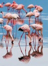 Flamingos on the lake with reflection. Kenya. Africa. Nakuru National Park. Lake Bogoria National Reserve. Royalty Free Stock Photo