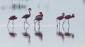 Flamingos on the lake with reflection. Kenya. Africa. Nakuru National Park. Lake Bogoria National Reserve. Royalty Free Stock Photo