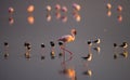 Flamingos on the lake with reflection. Kenya. Africa. Nakuru National Park. Lake Bogoria National Reserve. Royalty Free Stock Photo