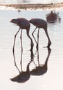 Flamingos on the lake with reflection. Kenya. Africa. Nakuru National Park. Lake Bogoria National Reserve. Royalty Free Stock Photo