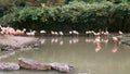Flamingos on a lake in the suburbs of Shanghai city, China Royalty Free Stock Photo