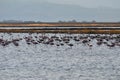 Flamingos,Lesbos, Royalty Free Stock Photo