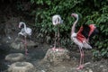 Flamingos with long legs Royalty Free Stock Photo