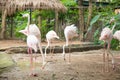 Flamingos are looking for food. Royalty Free Stock Photo