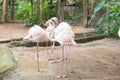 Flamingos are looking for food. Royalty Free Stock Photo