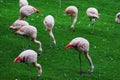 Flamingos