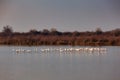 Flamingos in the Marano lagoon Royalty Free Stock Photo