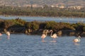 Flamingos Royalty Free Stock Photo