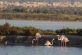 Flamingos Royalty Free Stock Photo