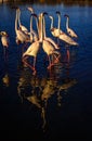 Flamingos , mating dance and head flag movement