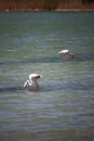 Flamingos in Molentargius Park of Cagliari