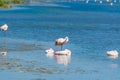 Flamingos in Molentargius pond