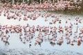 Flamingos in Momela Lake, Arusha National Park, Tanzania Royalty Free Stock Photo