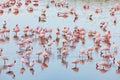 Flamingos in Momela Lake, Arusha National Park, Tanzania Royalty Free Stock Photo