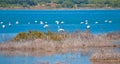 Flamingos in the Natural Park of the Lagunas de La Mata and Torrevieja, Spain