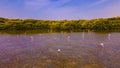 Flamingos near mangroves