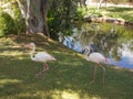 Flamingos Near Water Royalty Free Stock Photo