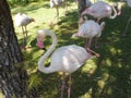 Flamingos Near Water Royalty Free Stock Photo