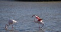 Flamingos in the ornithological park of the bridge of Gau near the pond of Gines with Saintes Maries of the Sea in Camargue in Bou