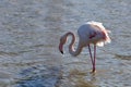 Flamingos in the ornithological park of the bridge of Gau near the pond of Gines with Saintes Maries of the Sea in Camargue in Bou