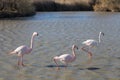 Flamingos in the ornithological park of the bridge of Gau near the pond of Gines with Saintes Maries of the Sea in Camargue in Bou