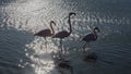 Flamingos in the ornithological park of the bridge of Gau near the pond of Gines with Saintes Maries of the Sea in Camargue in Bou