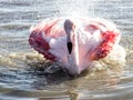 Flamingos in the ornithological park of the bridge of Gau near the pond of Gines with Saintes Maries of the Sea in Camargue in Bou