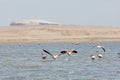 Flamingos in Paracas, Peru