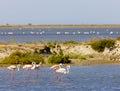 flamingos, Parc Regional de Camargue, Provence, France Royalty Free Stock Photo