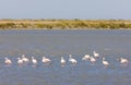 flamingos, Parc Regional de Camargue, Provence, France Royalty Free Stock Photo