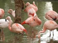 Flamingos (Phoenicopteriformes), Zoo Salzburg