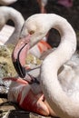 Flamingos, Phoenicopterus roseus, feeds liquid food into the chick`s beak Royalty Free Stock Photo