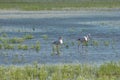 Flamingos, pink birds, feeding in the marshes